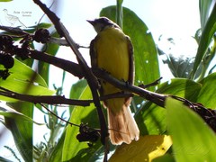Myiozetetes similis