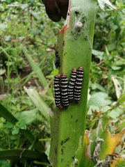 Xanthopastis moctezuma