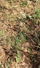 Eupatorium pilosum