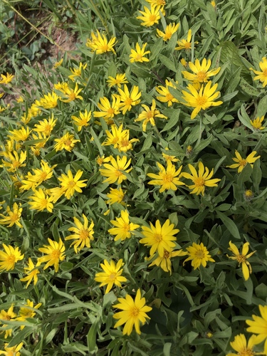 Schneider's golden-aster (Heterotheca schneideri)