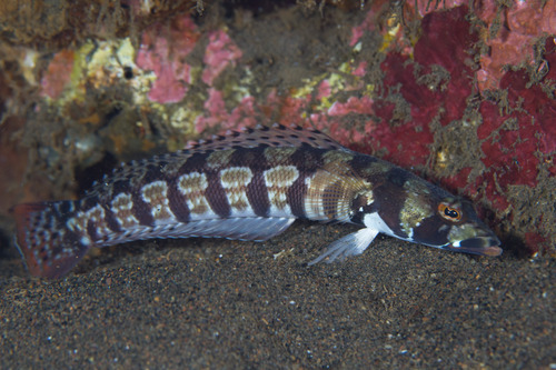 Reticulated Sandperch — seen at this dive site