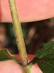 Eupatorium pilosum
