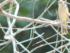 Sporophila minuta
