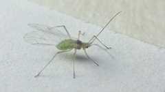 Aphididae
