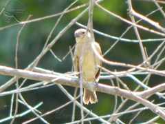 Sporophila minuta