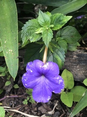 Achimenes longiflora