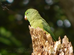 Forpus conspicillatus