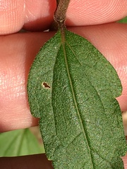 Eupatorium pilosum