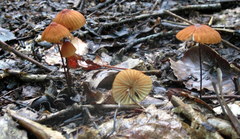 Marasmius fulvoferrugineus