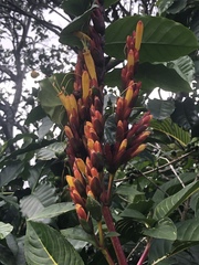 Sanchezia parvibracteata