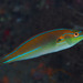 Cutribbon Wrasse - Photo (c) Mark Rosenstein, some rights reserved (CC BY-NC-SA), uploaded by Mark Rosenstein