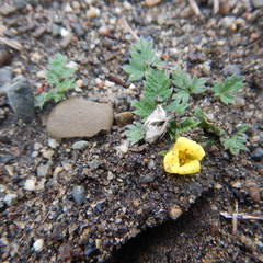Potentilla arenosa