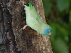 Forpus conspicillatus