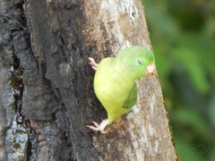 Forpus conspicillatus