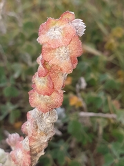 Maireana trichoptera