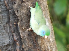 Forpus conspicillatus