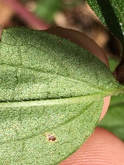 Eupatorium pilosum