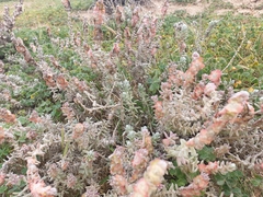 Maireana trichoptera