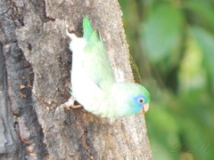 Forpus conspicillatus