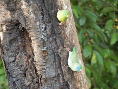Forpus conspicillatus