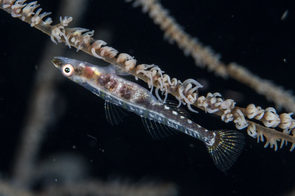 Black Coral Goby