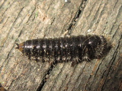 Cerogria janthinipennis