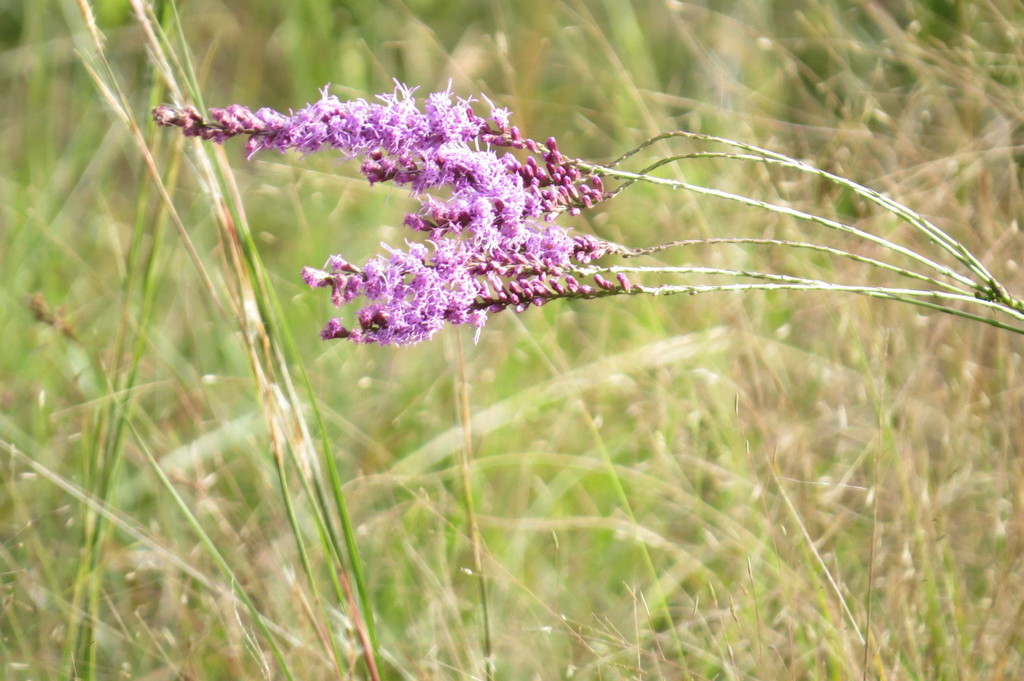 blazingstars from Babcockwebb WMA, Charlotte County, FL, USA on