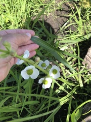 Sagittaria brevirostra