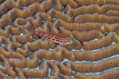 Helcogramma striata