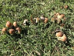 Coprinellus truncorum