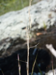 Aristida dichotoma