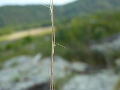 Aristida dichotoma