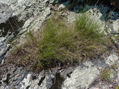 Aristida dichotoma