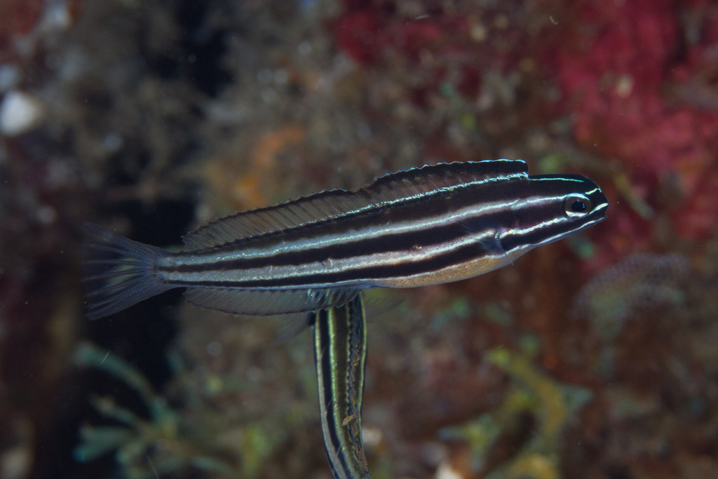 Sulu Fangblenny