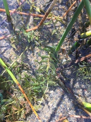 Potamogeton richardsonii