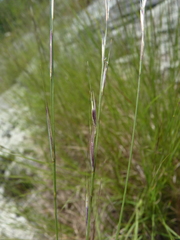 Aristida dichotoma