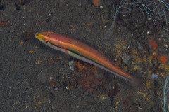 Stethojulis interrupta