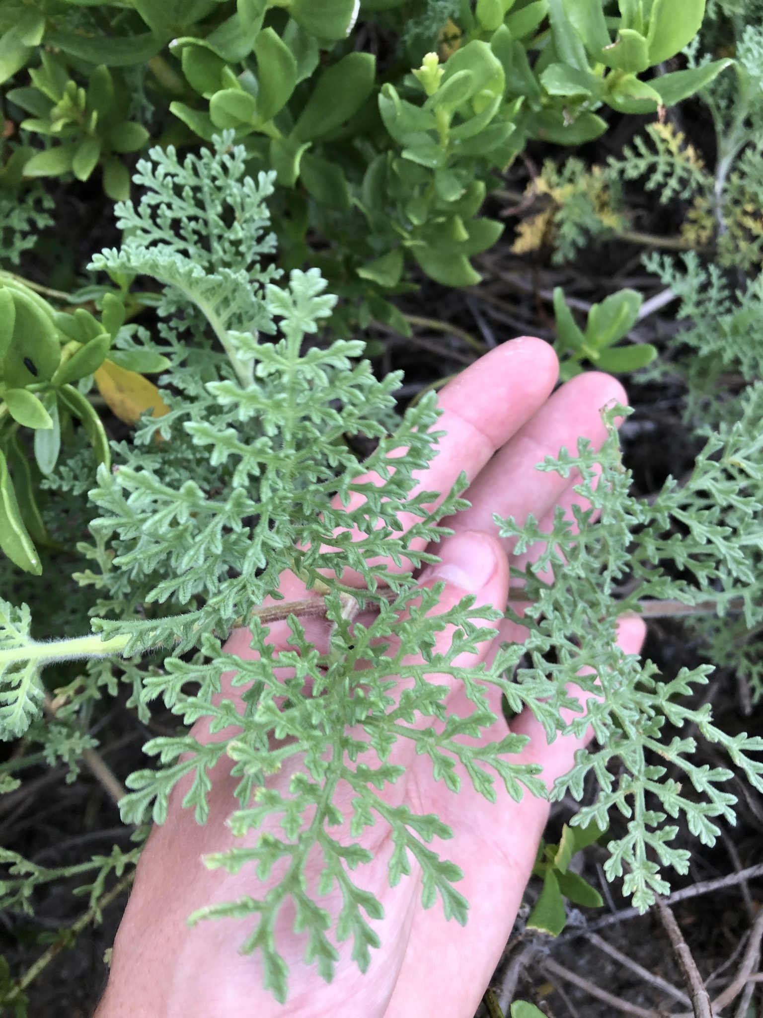 Ambrosia hispida