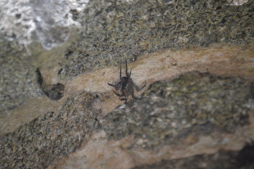 Aratus pisonii