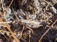 Melanoplus oreophilus