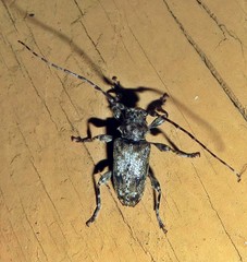 Aegomorphus modestus