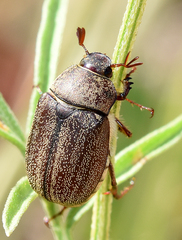 Phyllophaga lanceolata