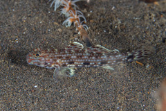 Istigobius decoratus