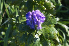 Aconitum maximum