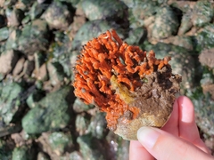 Clathria