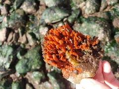 Clathria