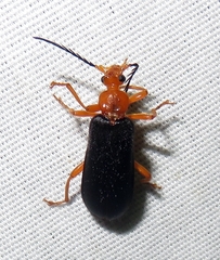 Neopyrochroa flabellata