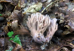 Ramaria fennica