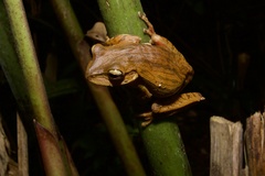 Boana bischoffi