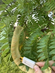 Gleditsia triacanthos